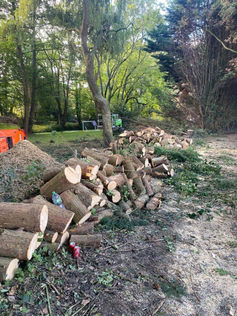 This is a photo of a wood area which is having multiple trees removed. The trees have been cut up into logs and are stacked in a row. Shortstown Tree Surgeons